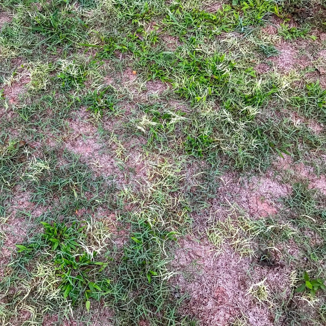 dry soil