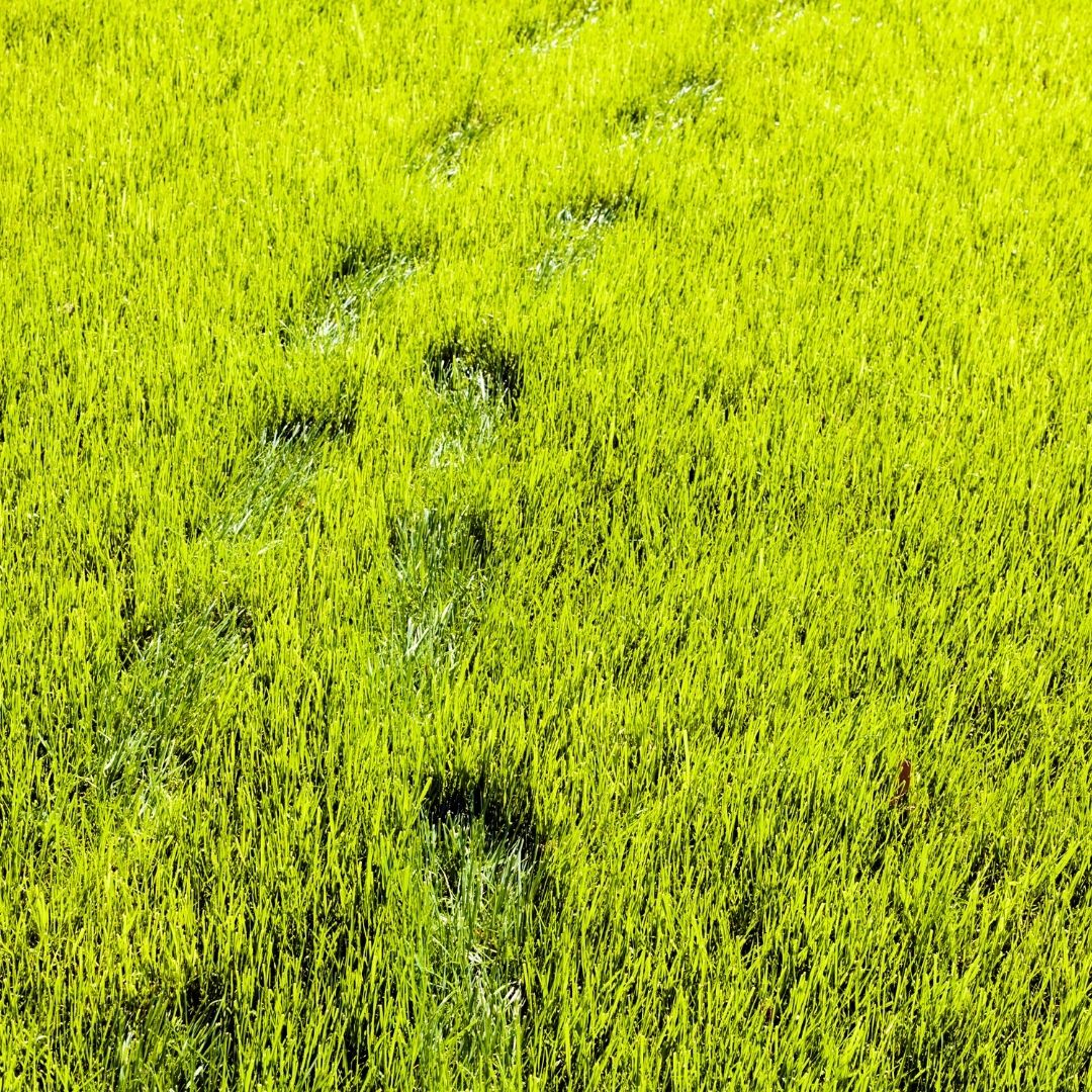 footprints in grass