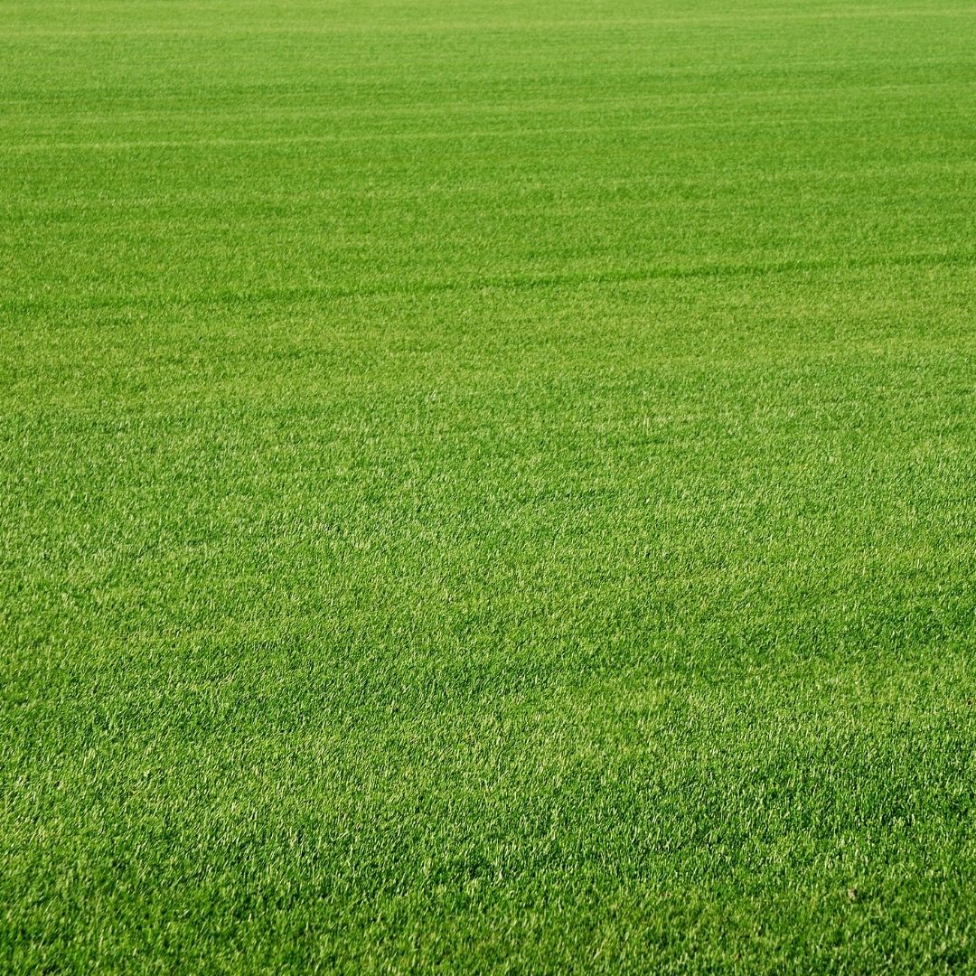 short grass