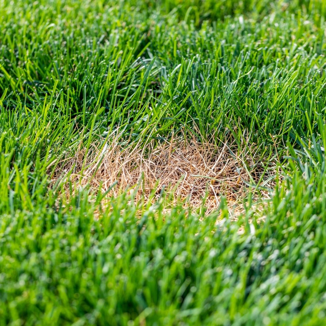 yellow patch in green grass