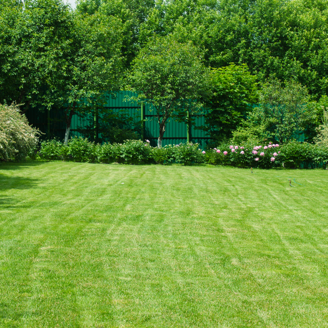 Green Lawn