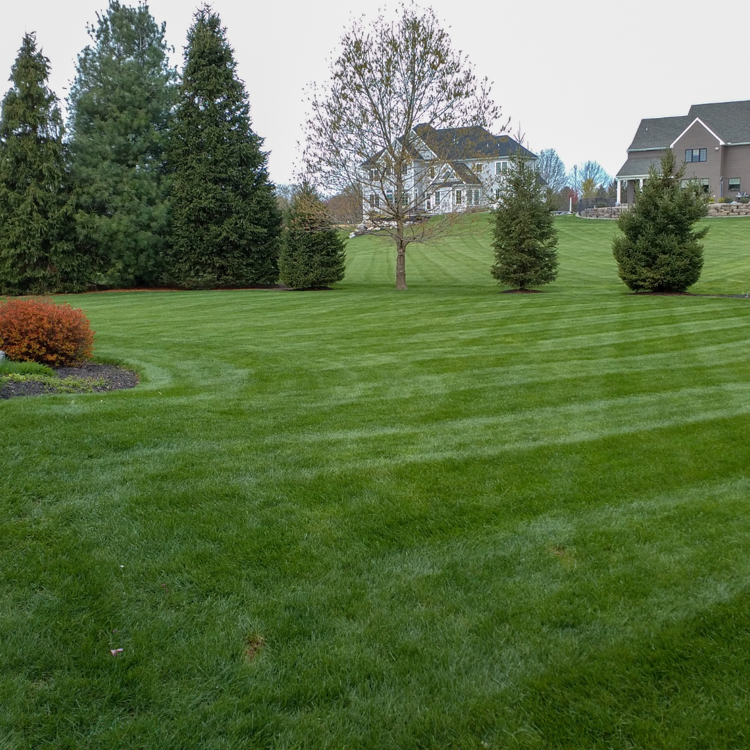 Green Lawn