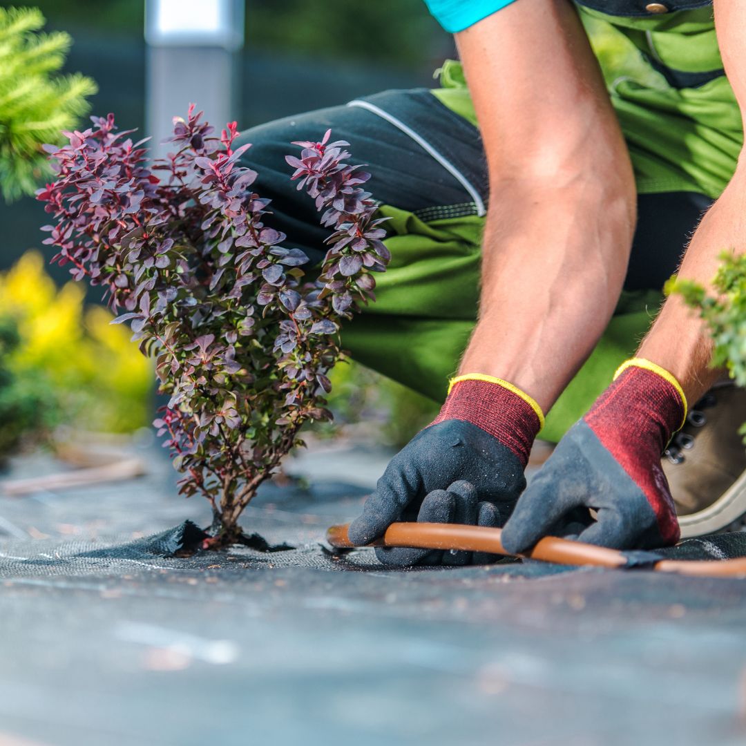 drip irrigation system
