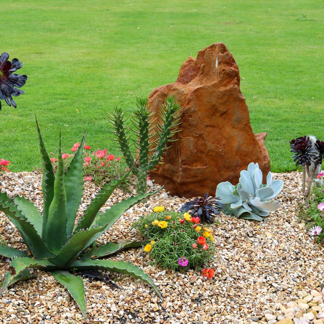 drought-tolerant plants