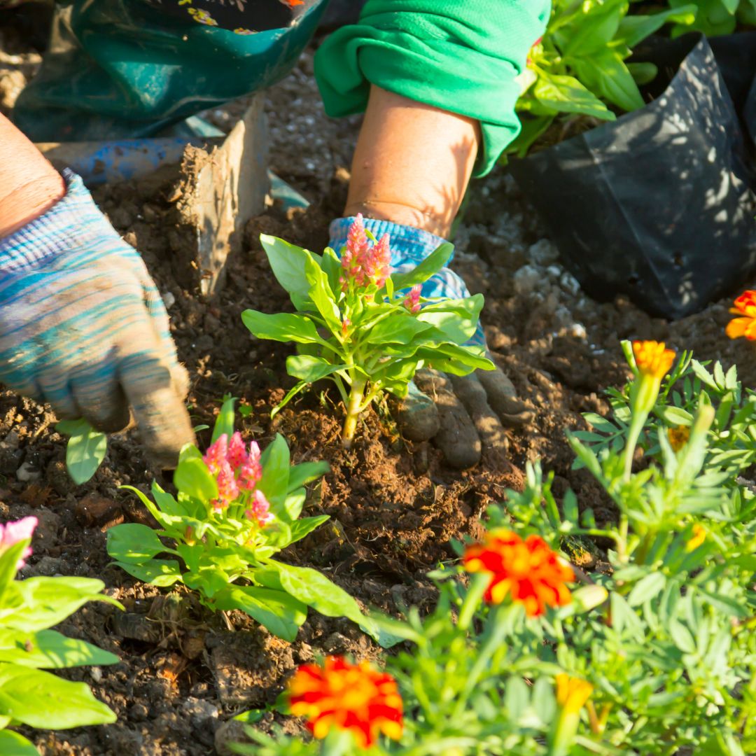planting similar plants together