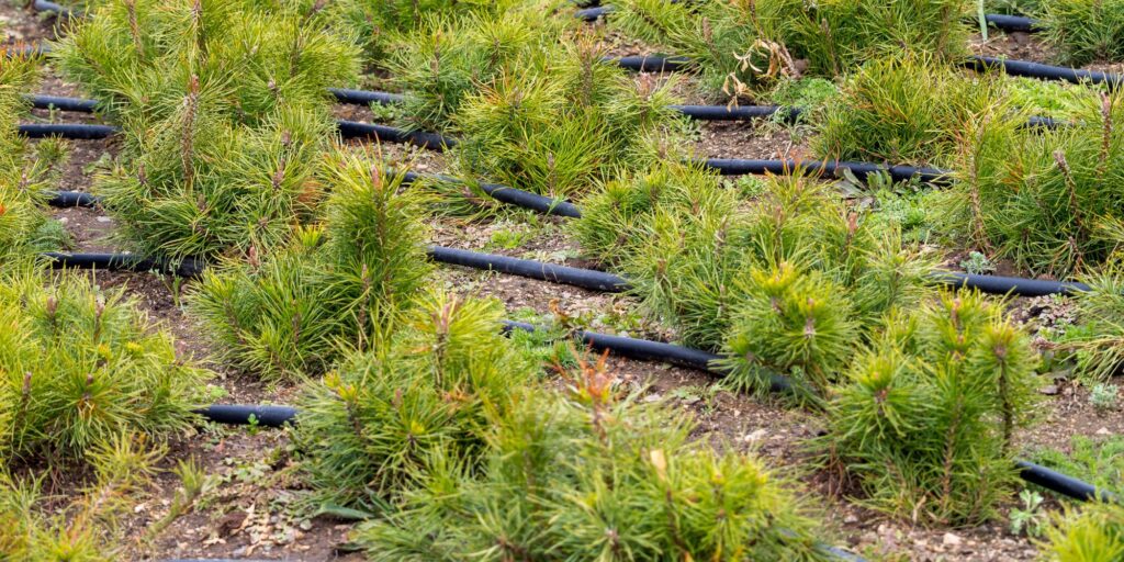 Enhancing Plant Health with Precision Watering Techniques Header image