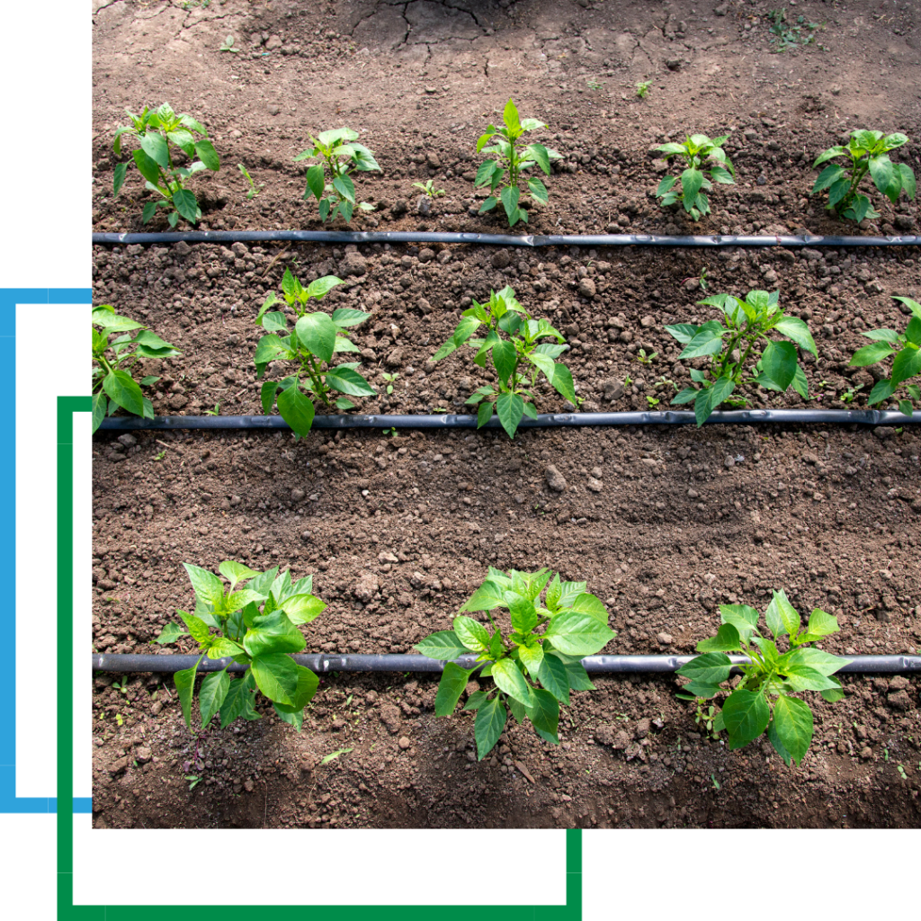 plants getting drip irrigation