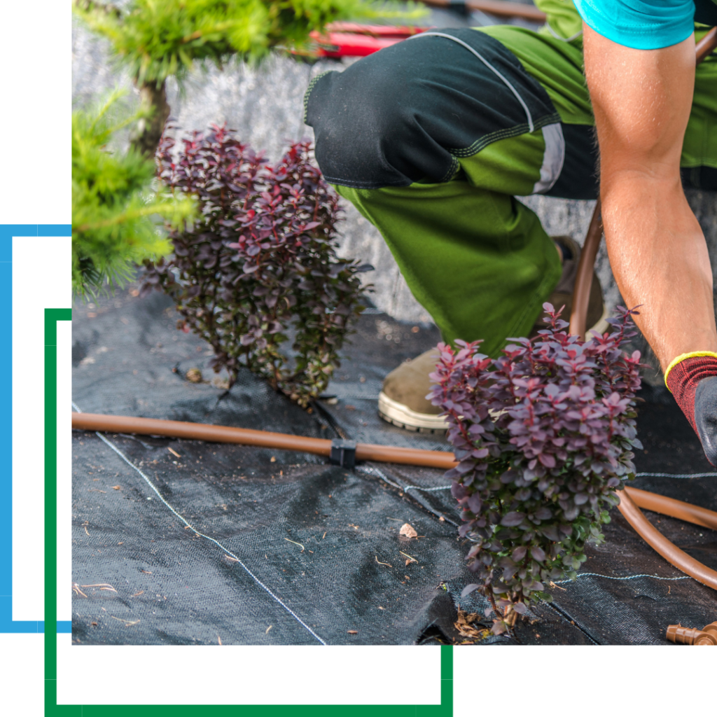 small shrubs with drip irrigation