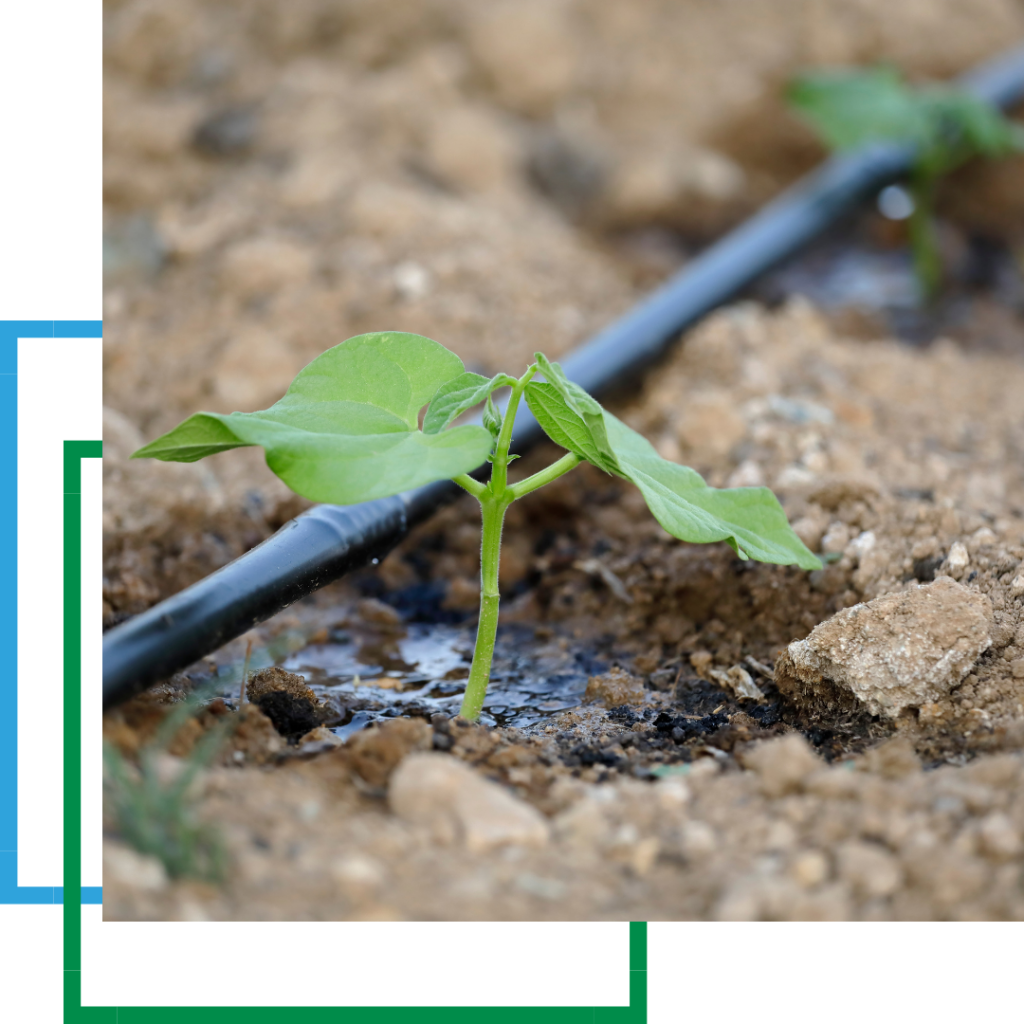 drip irrigation