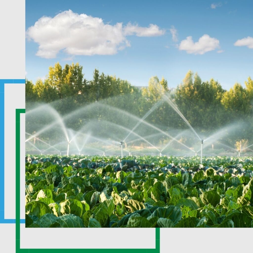 Morning irrigation