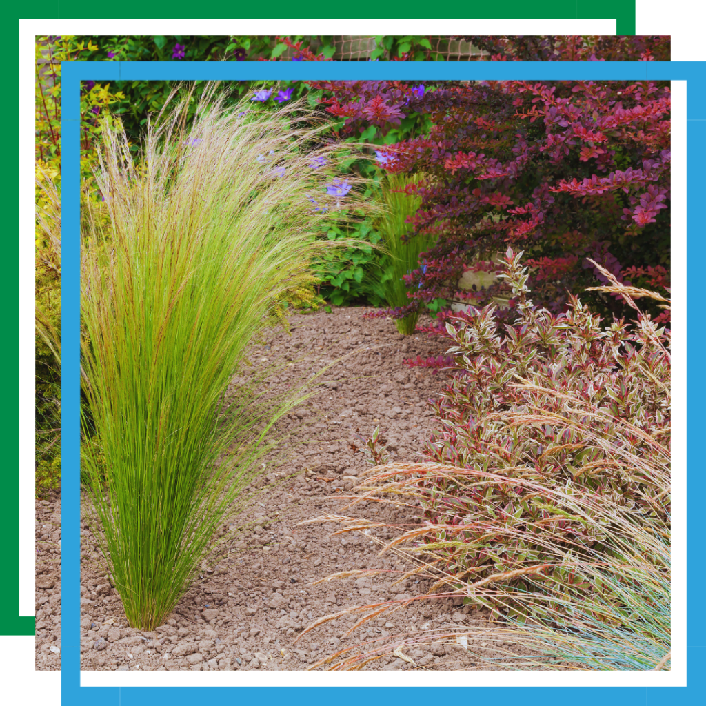 drought-resistant plants