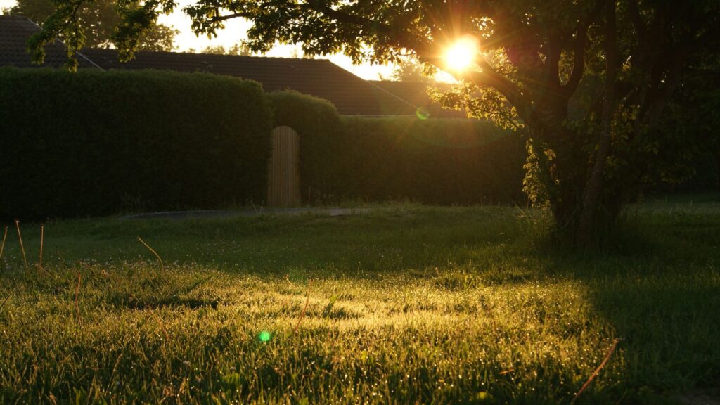 backyard
