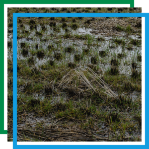 flooded landscaping
