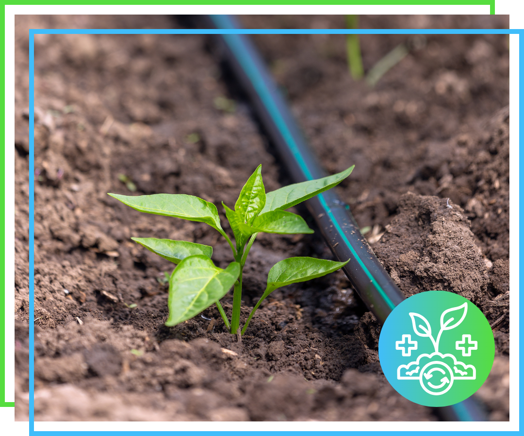 Drip irrigation system watering plants