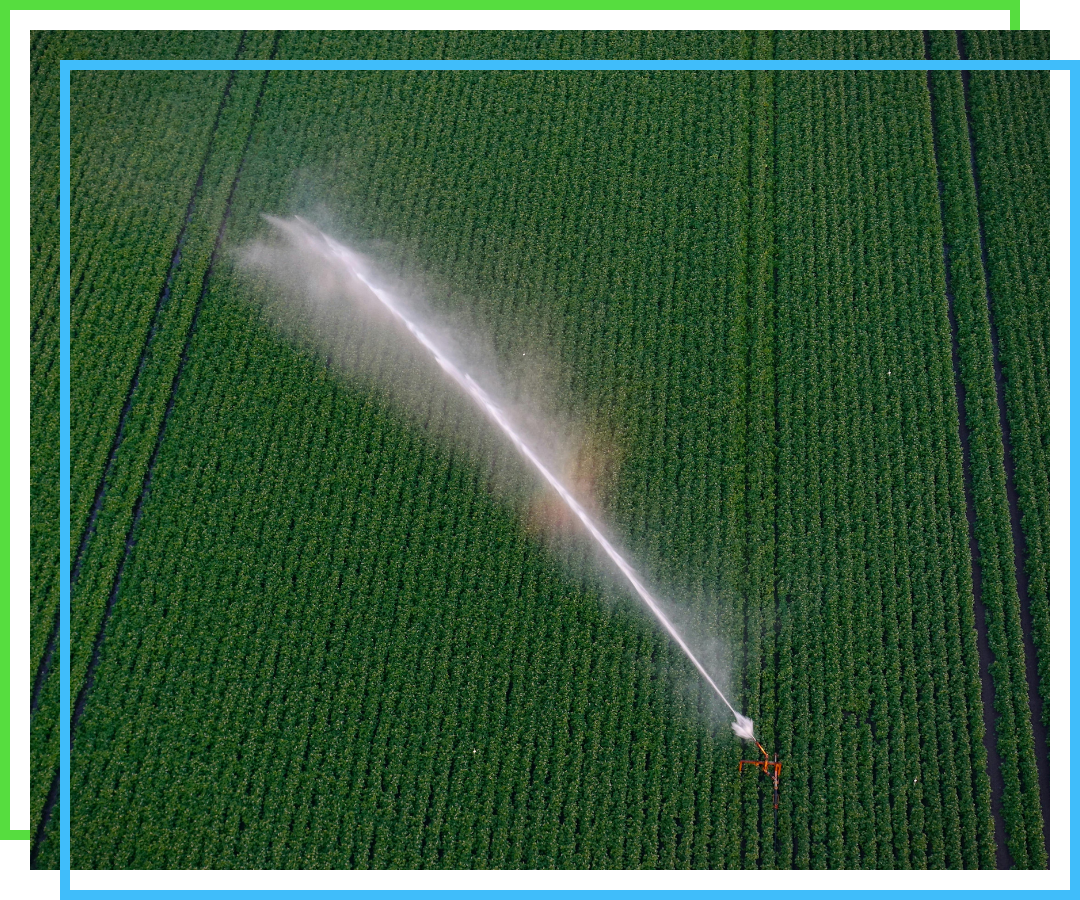 Spraying a large water hose onto a field