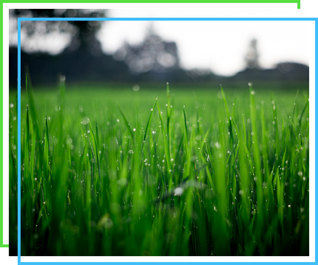 freshly watered lawn close up shot